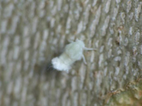 Metcalfa pruinosa